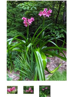 Crinum Bulbs Lilys Color Magenta, Pinkish, Purple