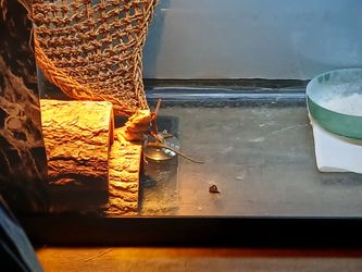 Bearded dragon tank and more