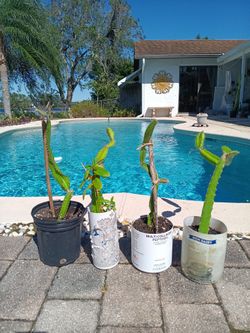 Tree Climbing Cactus Produce Large Yellow Flowers Red Fruit