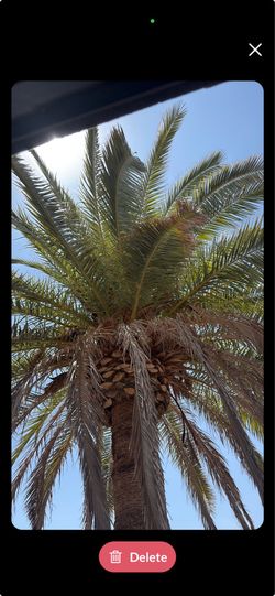 Palm free