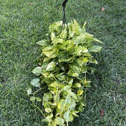 GOLDEN POTHOS ( Hanging Basket) 10” Pot