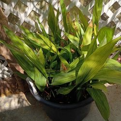 Aspidistra Elatior Cast Iron Plant