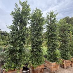 Ficus Nitida Indian Laurel Privacy Hedge