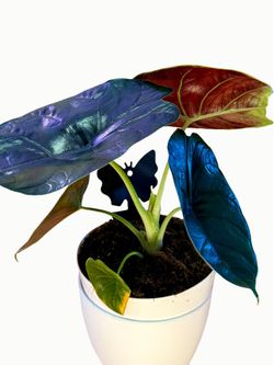 Alocasia Green Unicorn Plant - 6inch, Shiny
