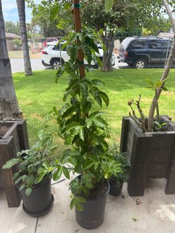 Passion fruit plant