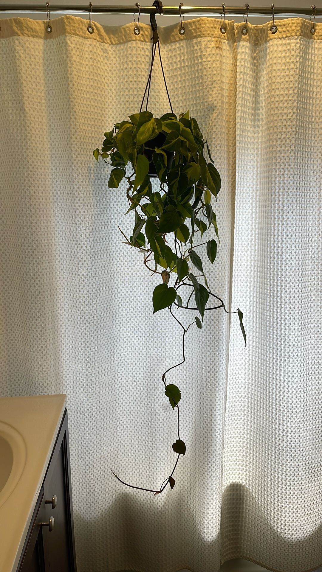 Brazilian Pothos