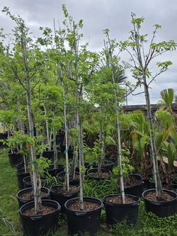 Pecan Tree Grafted 15gallones 7ft Tall