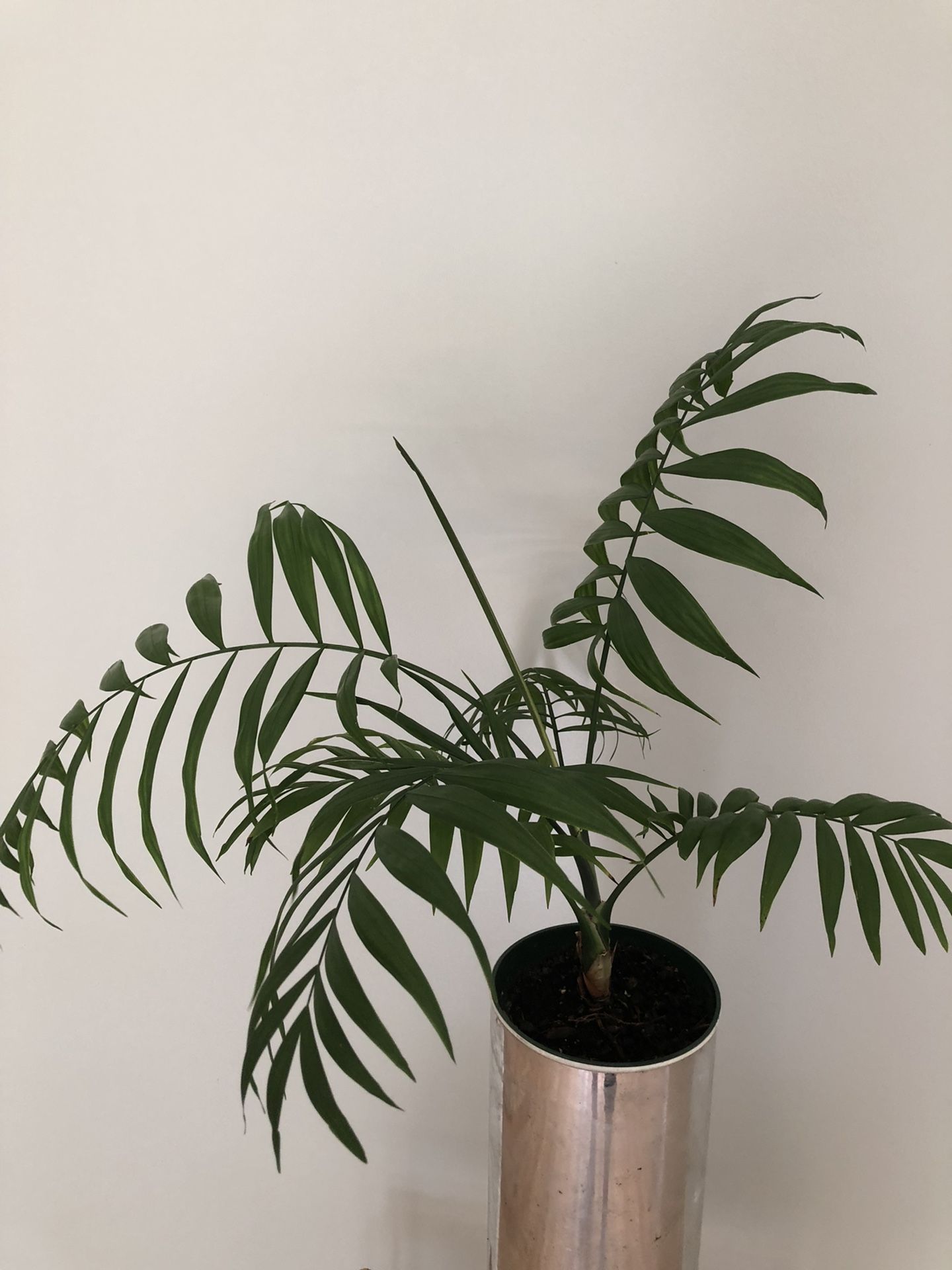 Dwarf Palm Live Plant