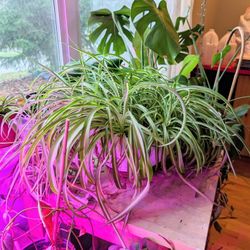 Free Large Variegated Curly Spider Plant 