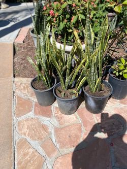 Snake plant