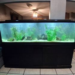 125 Gallon Fish Tank 