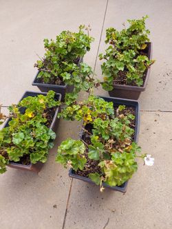 Ivy Geranium Plants in containers