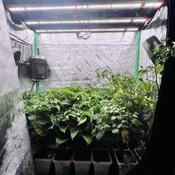 Grow Tent Setup