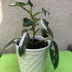 White Princess Philodendron Indoor Plant