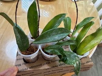 Hoya pubicalyx royal hawaiian purple rooted cuttings_5 available