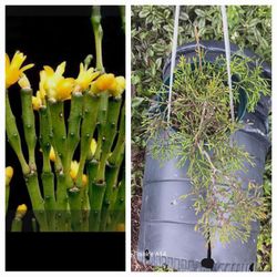 Hatiora Salicornoides Dancing Bones 