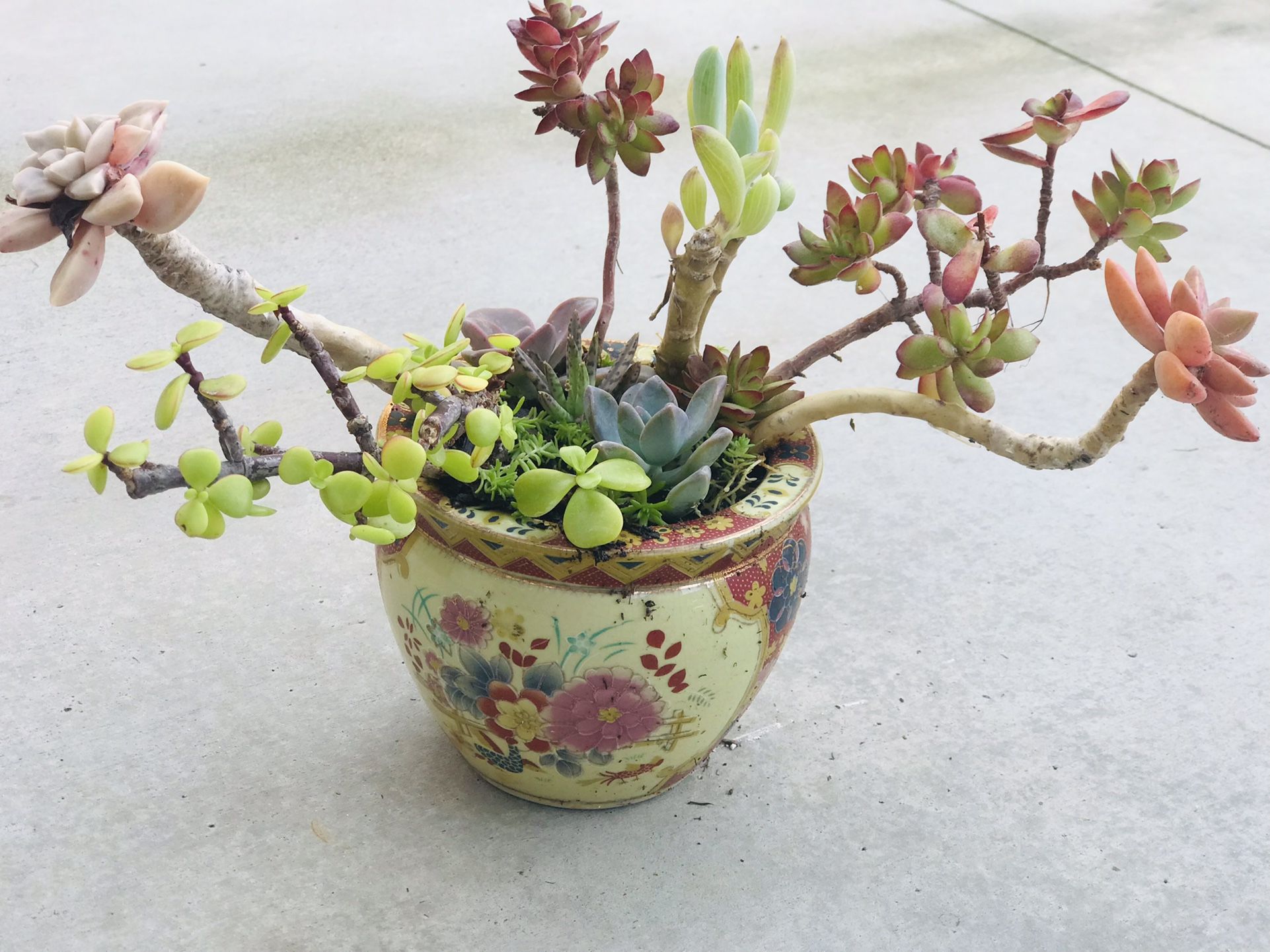 $12 Mix succulent in porcelain pot