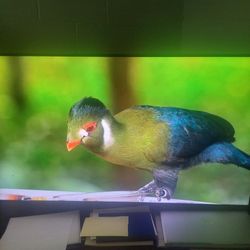 55 inch QLED Samsung Smart TV (120 Hz)