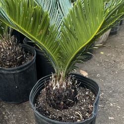 Beautiful Sago Palm 5 Gallon $28 each