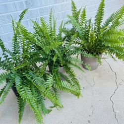 Plants for sale 10 each 