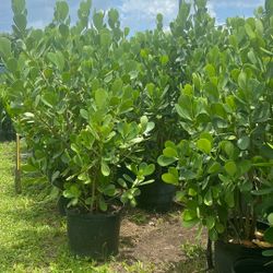 Privacy Hedge Bush 