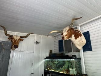 Longhorn skull ( $3000 for bolt)