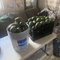 Avocados 