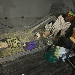 Female guinea pig cage