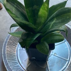 Snake Plant With A Baby