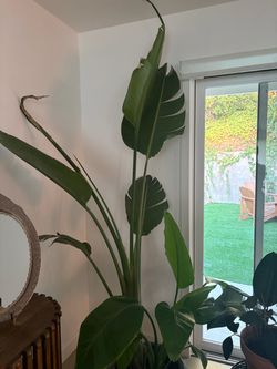 bird of paradise not free !!