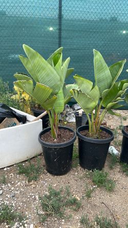 Strelitzia nicolai