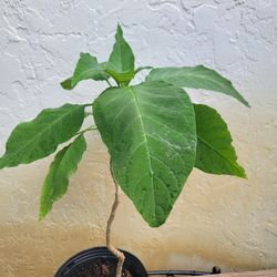 Angel Trumpet Plant 