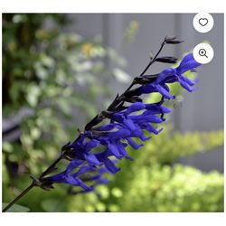 Blue and black salvia, plant perennial, attracts butterflies and hummingbirds