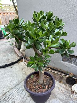 Potted Jade Plant