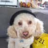 JASPER