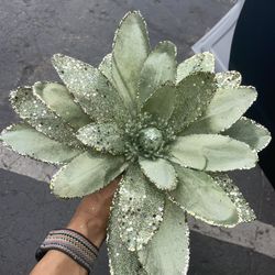 Beautiful Huge Light Green Poinsettias