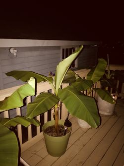 Hearty Banana Plant