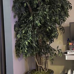 Fake Plant/Tree