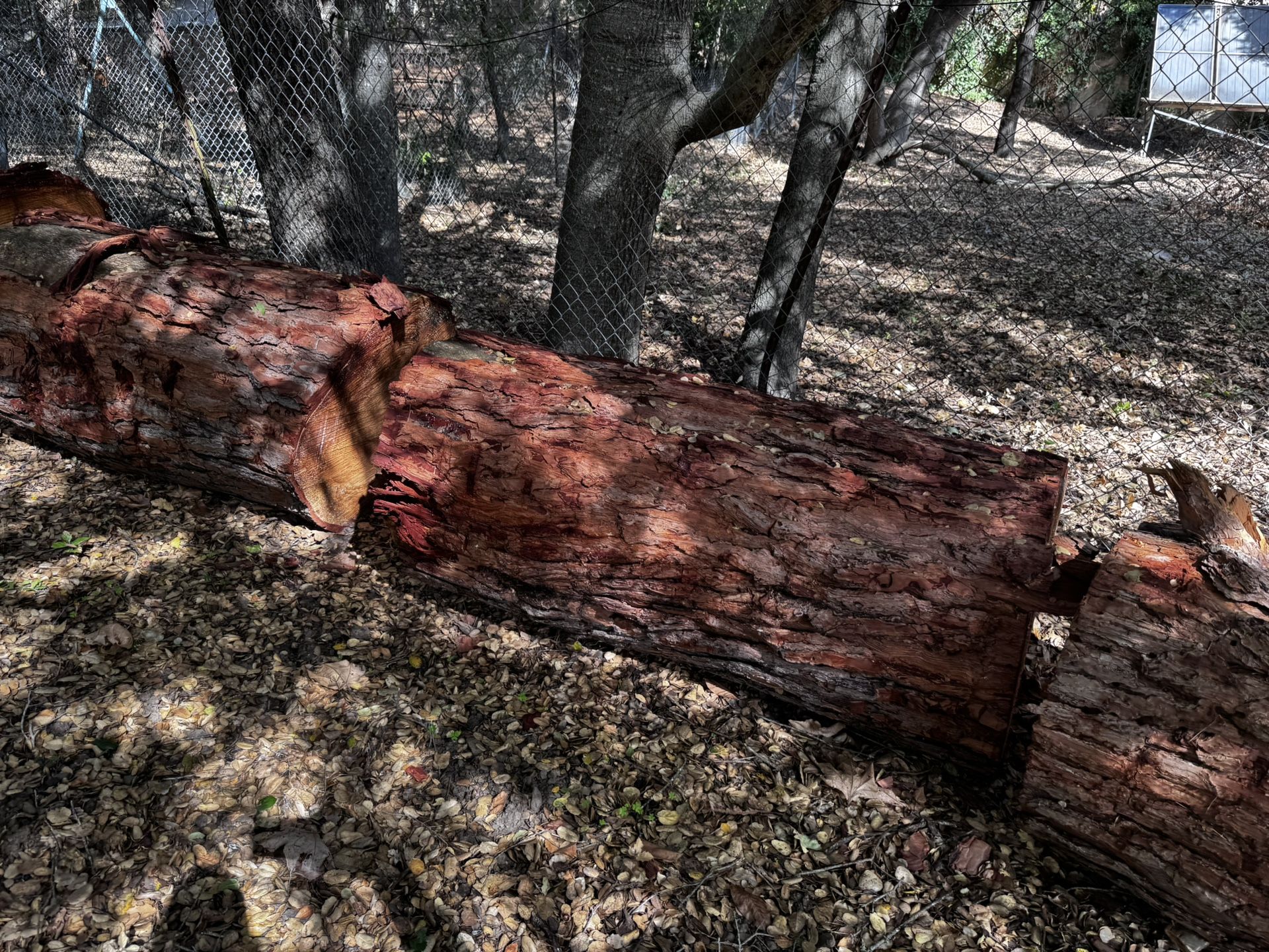 Large Living Edge Pine Trunk Rounds For Sale $50 Pick Any