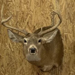 Deer Mount