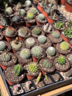 Cactus $1, $3 And $4