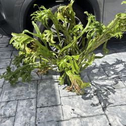 Large Pot of elf horn / fishtail fern Plant $30