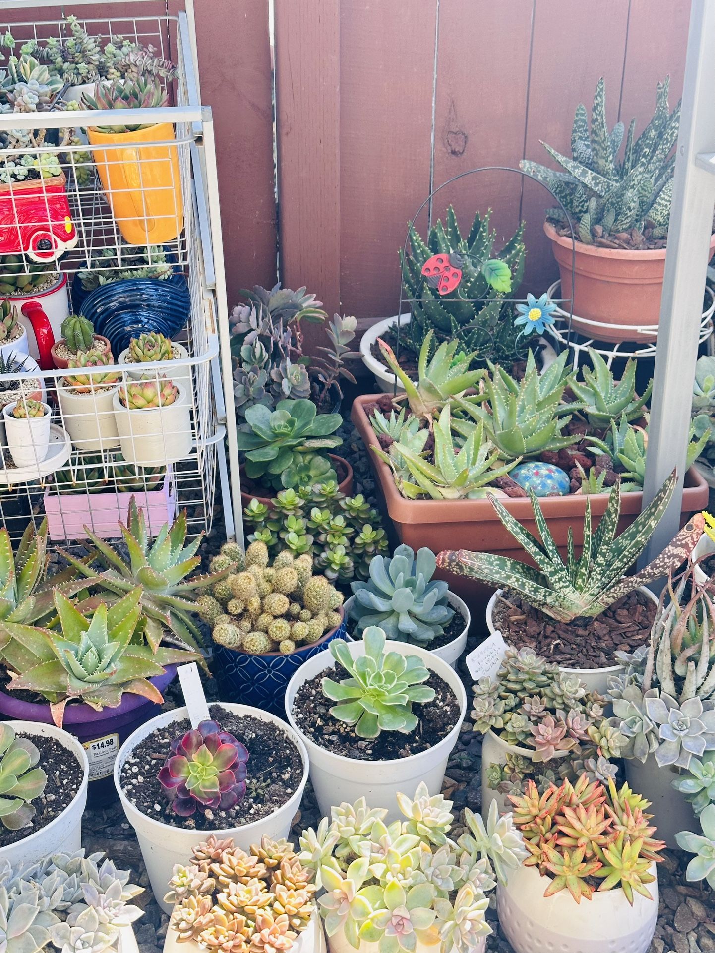 Cute Ceramic Pot With Succulents And Cactus