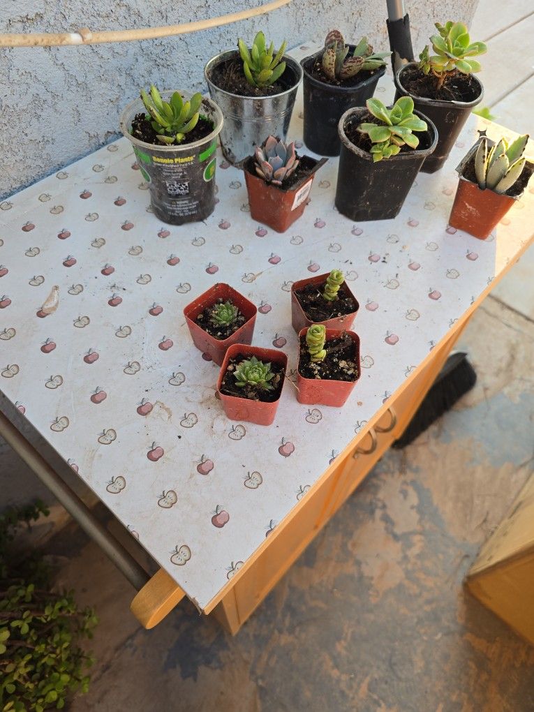 Succulent Dessert Plants