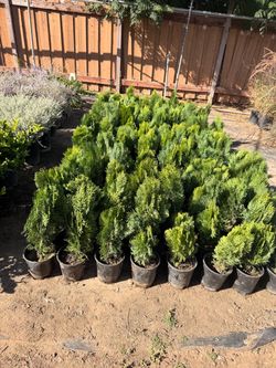 Thuja 1 gal