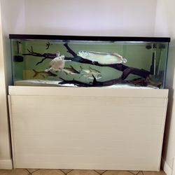 Fish Tank 180 Gallons