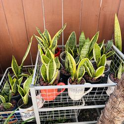 Sensevieria plant in Ceremic pot