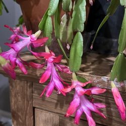 Christmas Cactus Plant 