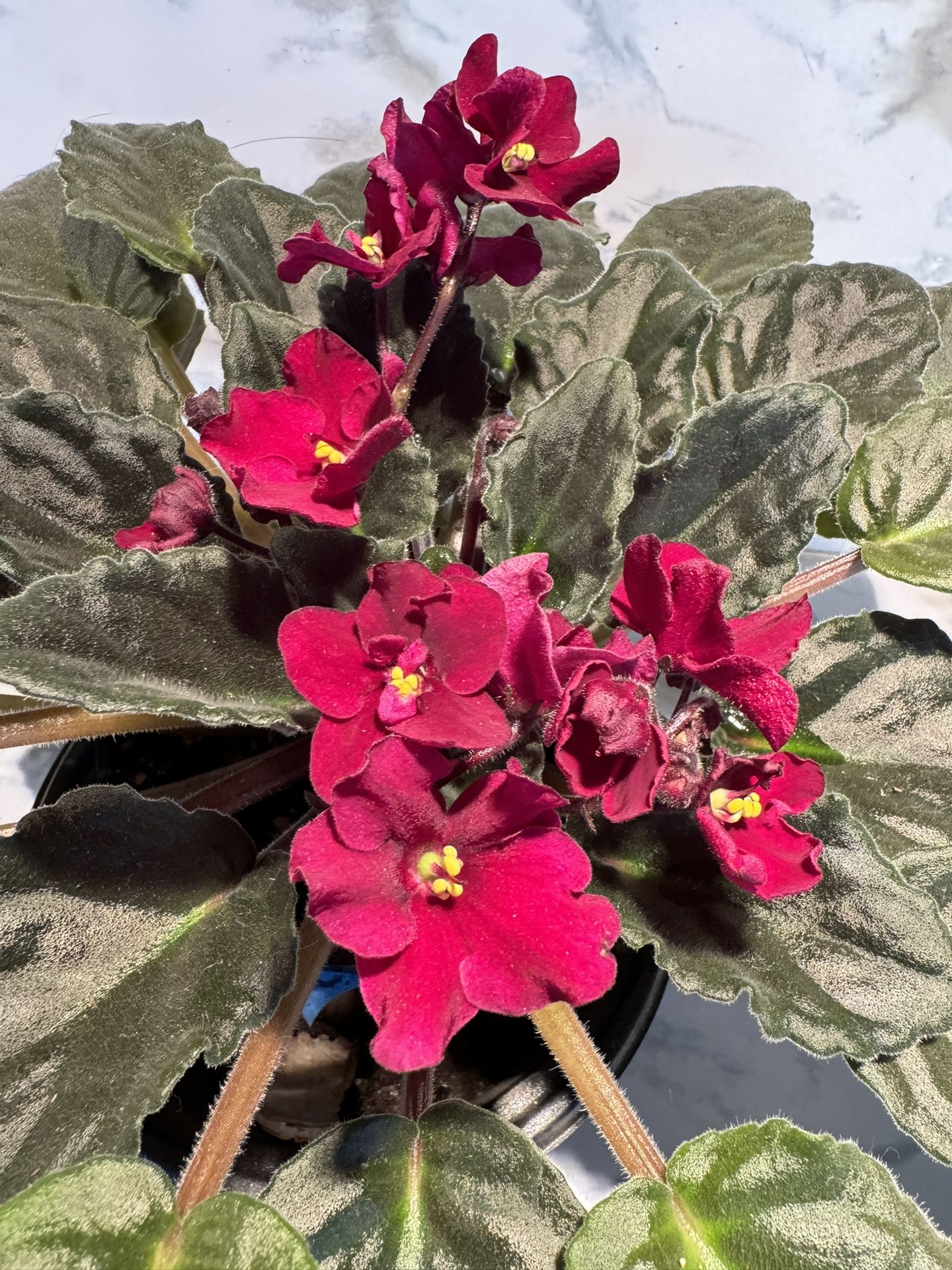 Indoor plant, Violet