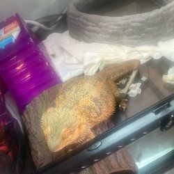 Adult Bearded Dragon & Complete Habitat Included